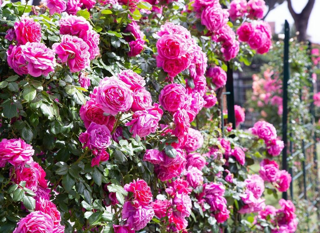 Vibrant colors