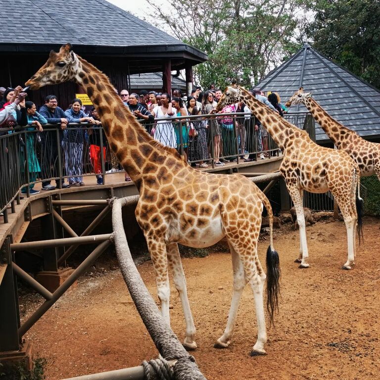 Giraffe Centre