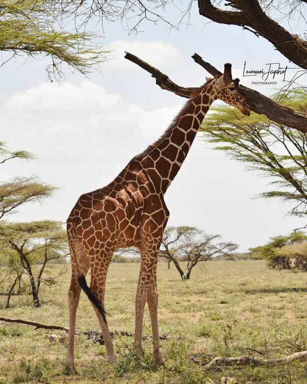 Samburu National Reserve