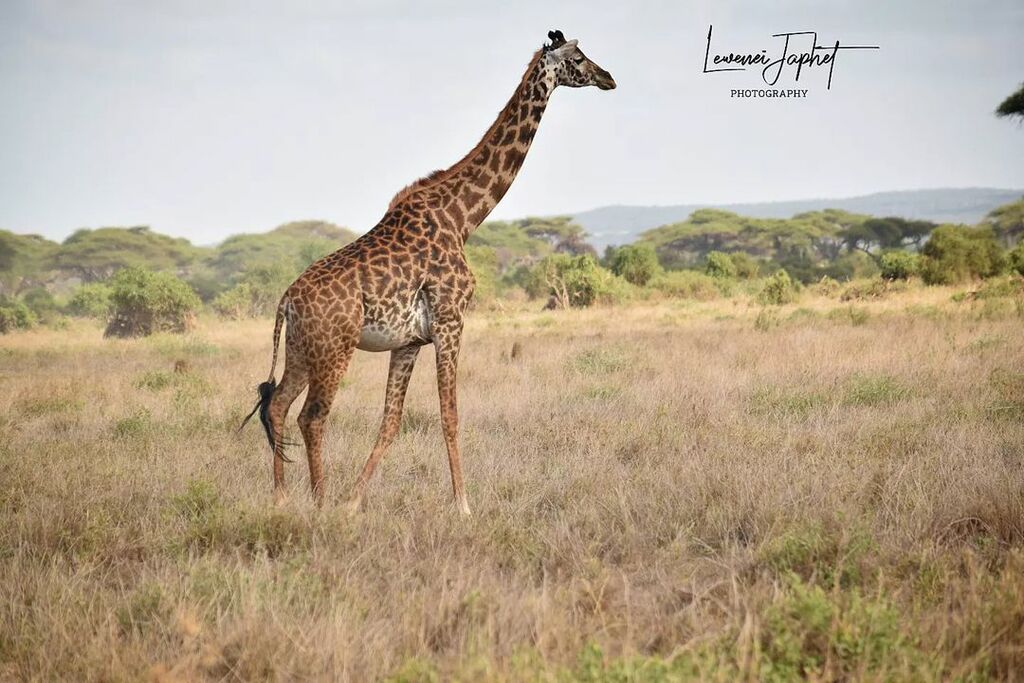 Amboseli National Park
