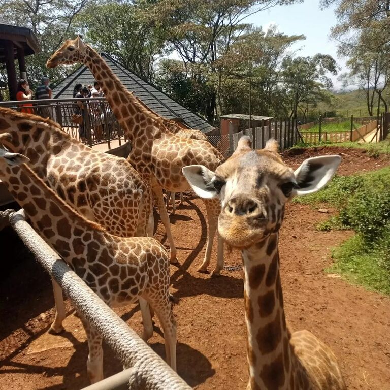 Giraffe Centre