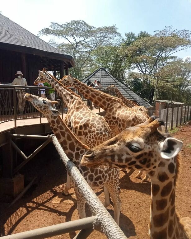 Giraffe Centre