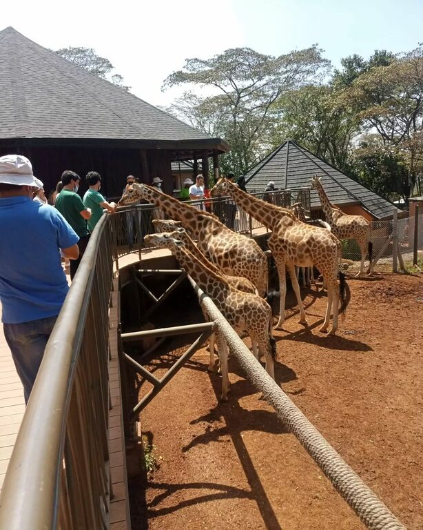 Giraffe Centre