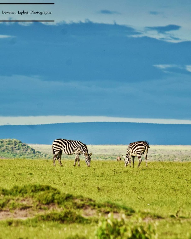 Maasai Mara