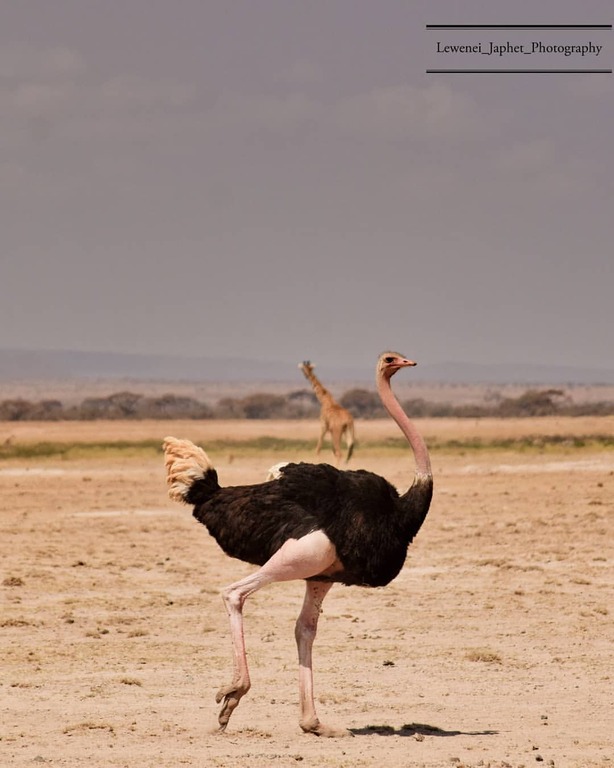 Amboseli National Park