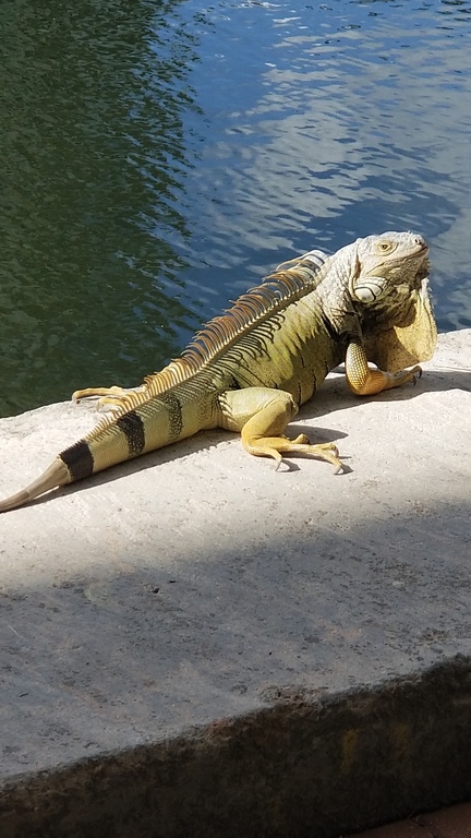 Iguana