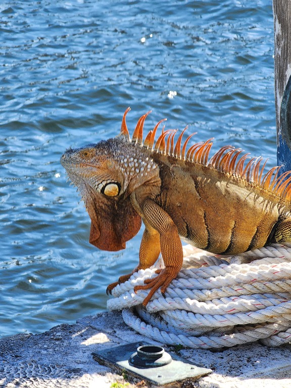 Iguana 1