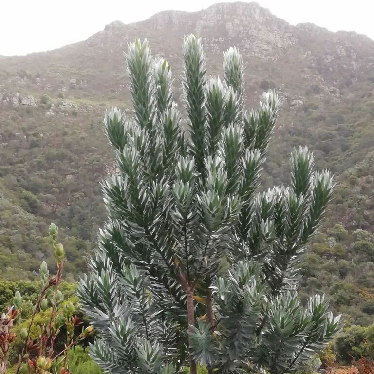 Kirstenbosch National Botanical Garden