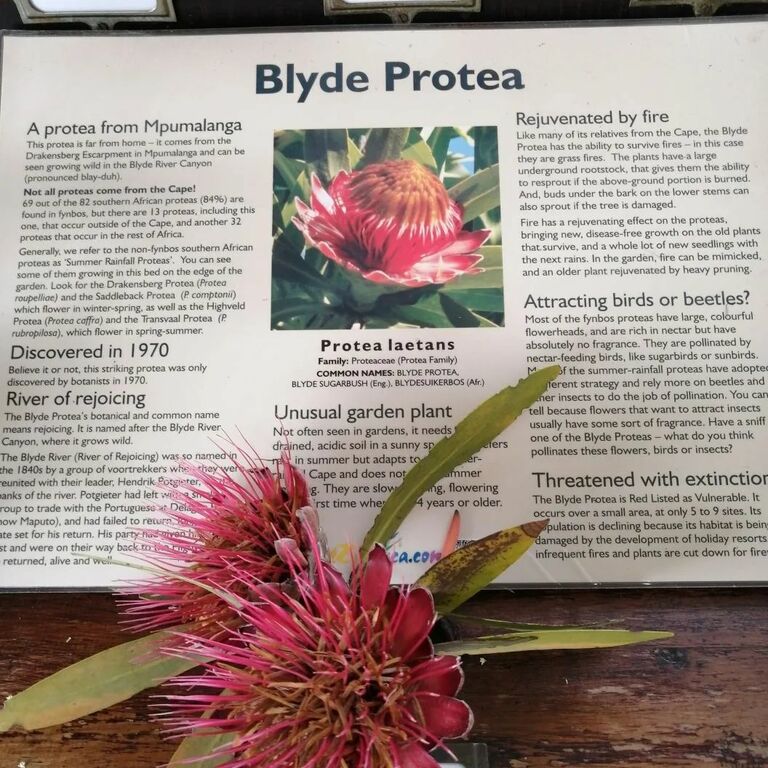 Kirstenbosch National Botanical Garden