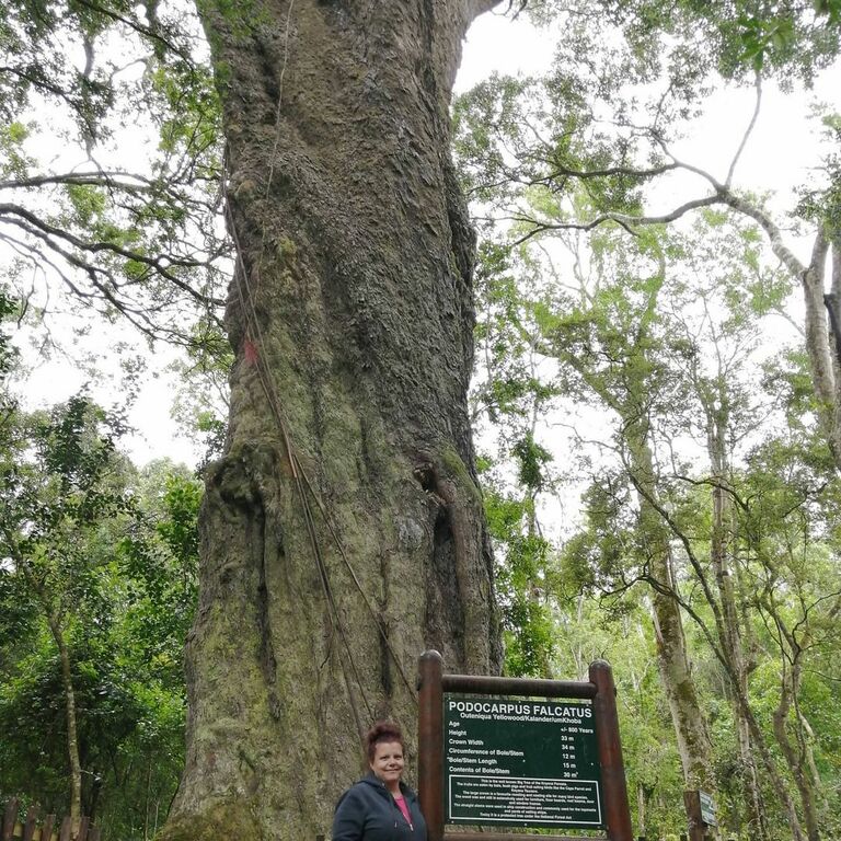 Woodville Forest