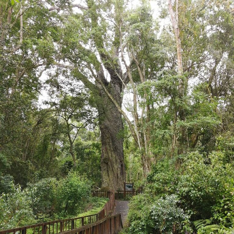 Woodville Forest