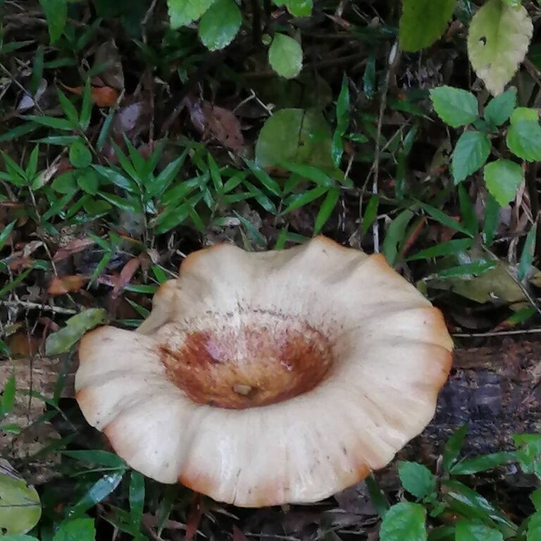 Woodville Forest