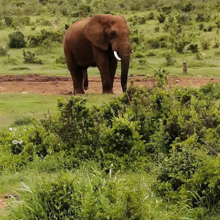 Addo Elephant National Park