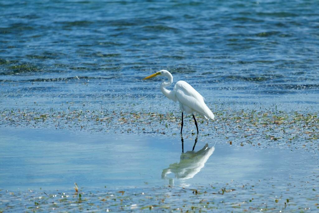 Wading Bird