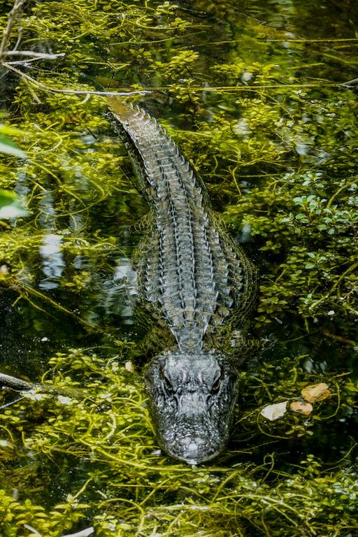 Alligator