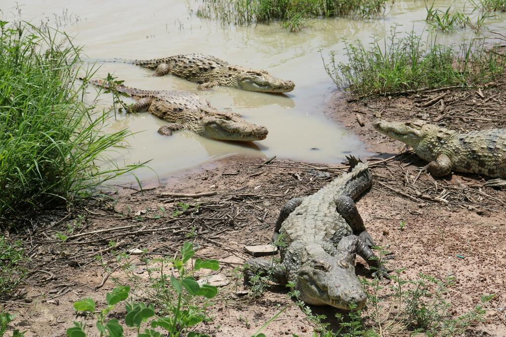 Alligator