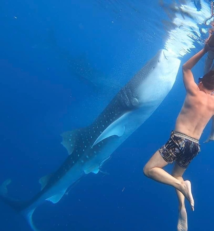 Swim with gentle giants
