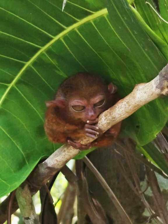 Tarsiers