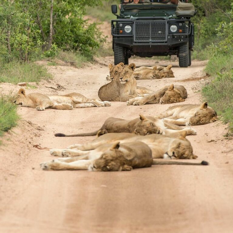 Safari