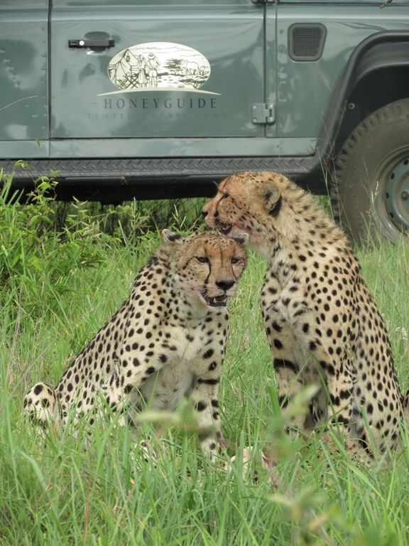 Game drive