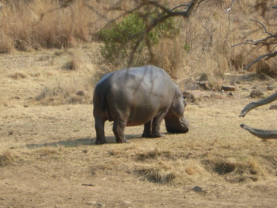 Pilanesberg National Park, South Africa