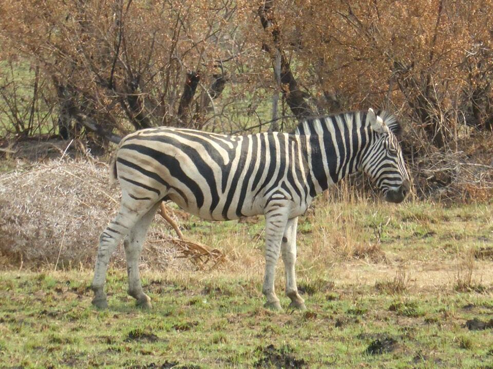 Pilanesberg National Park, South Africa
