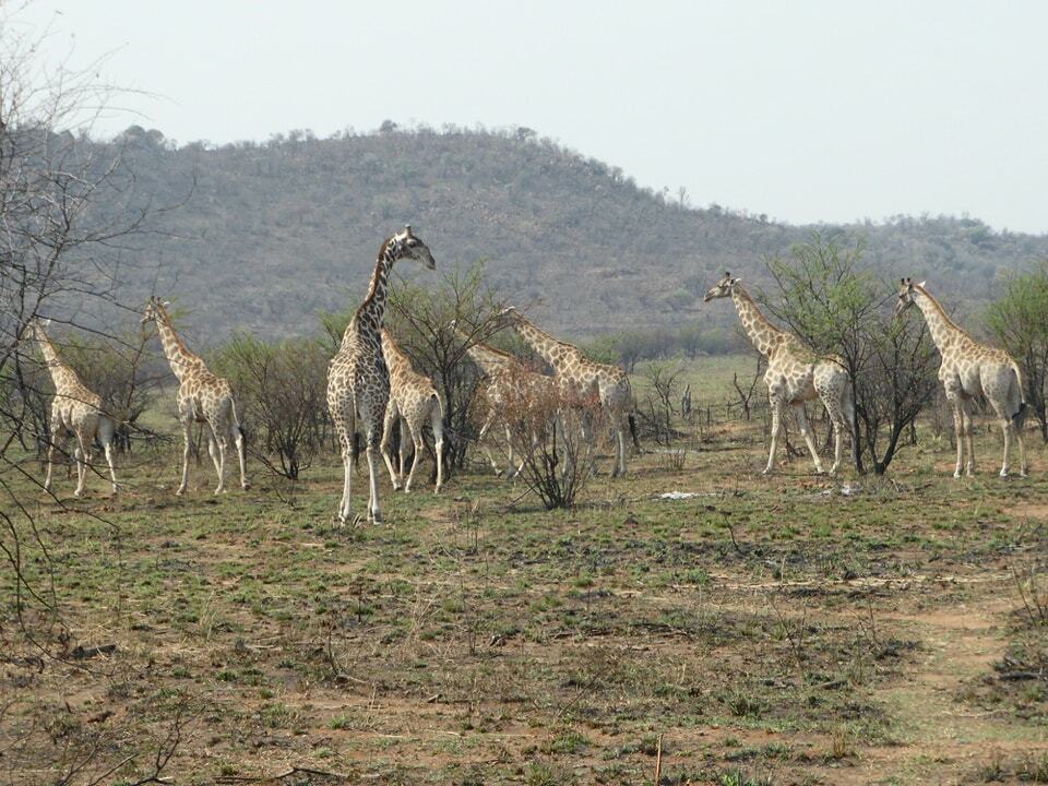 Pilanesberg National Park, South Africa