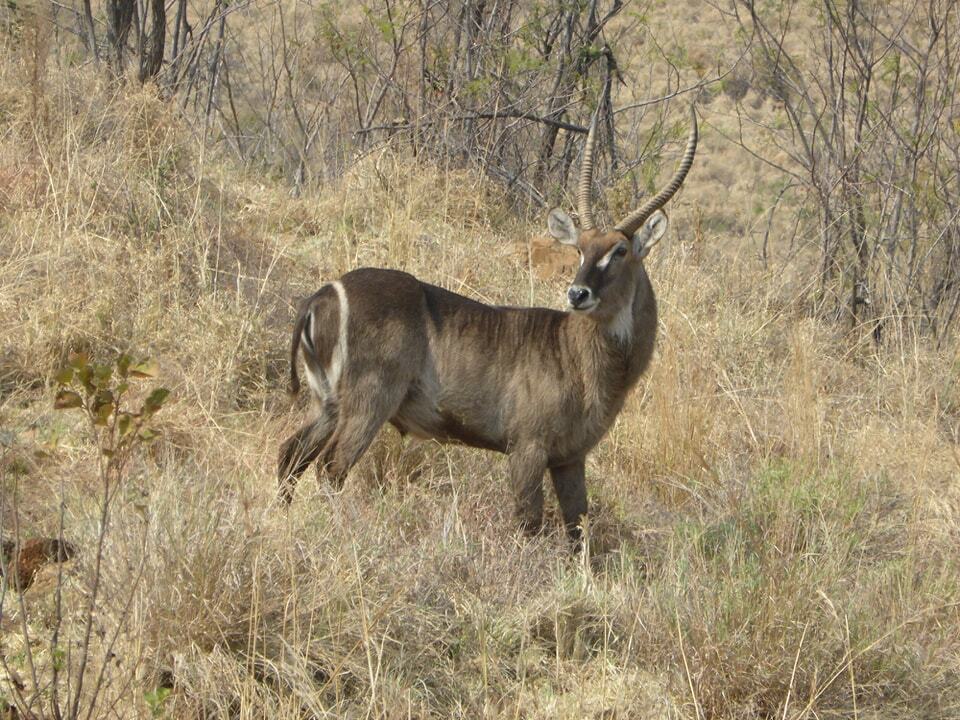 Pilanesberg National Park, South Africa
