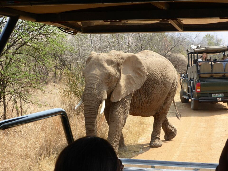 Pilanesberg National Park, South Africa