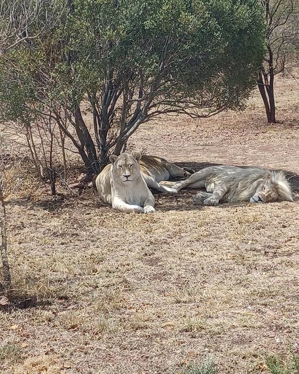 Lion & Safari Park