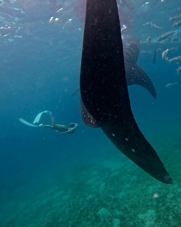 Cebu