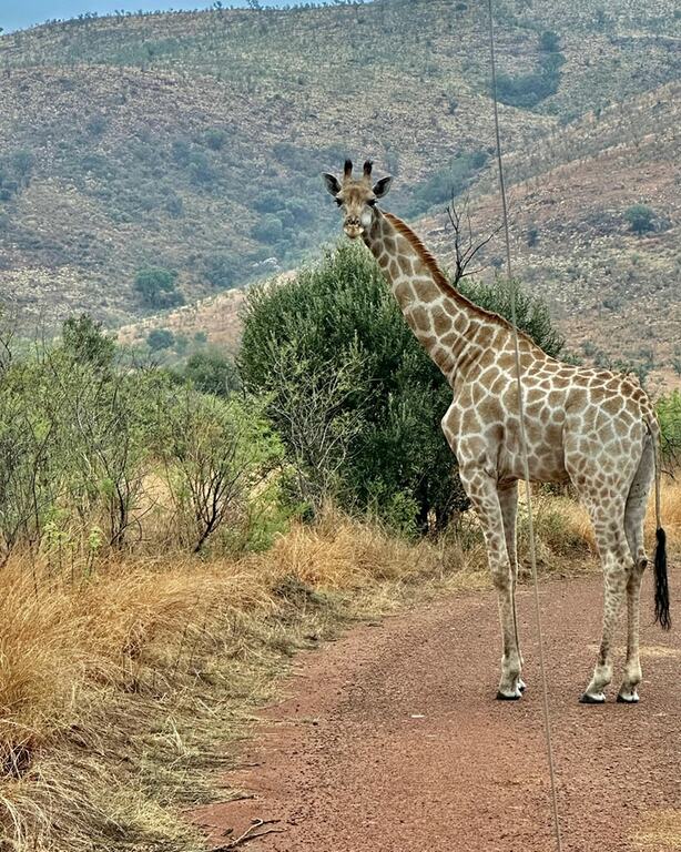 Pilanesberg National Park, South Africa
