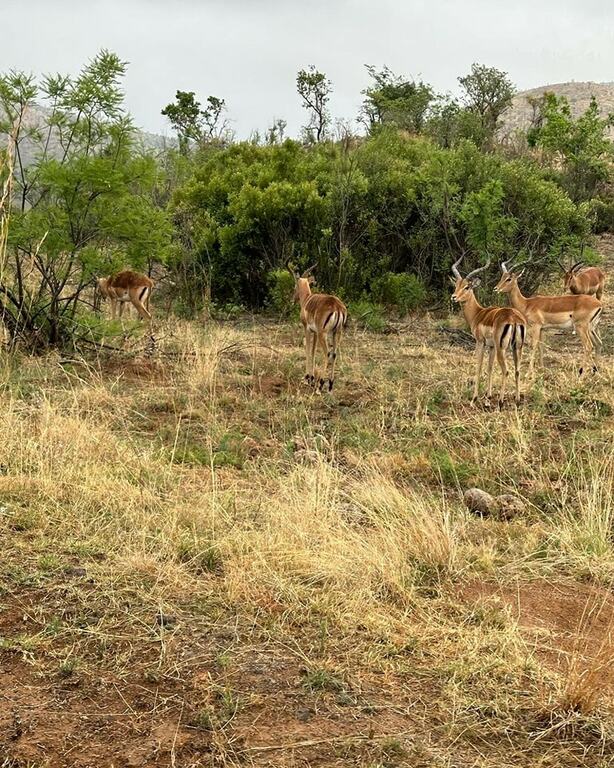 Pilanesberg National Park, South Africa