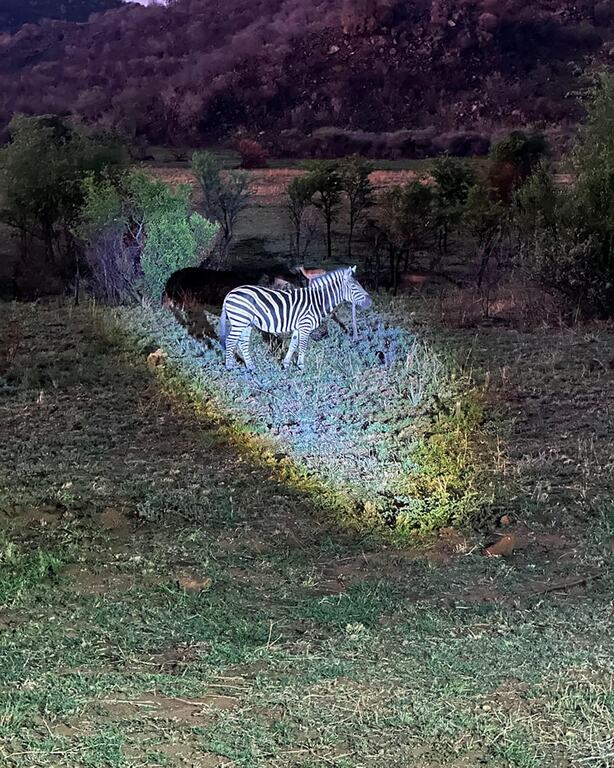 Pilanesberg National Park, South Africa