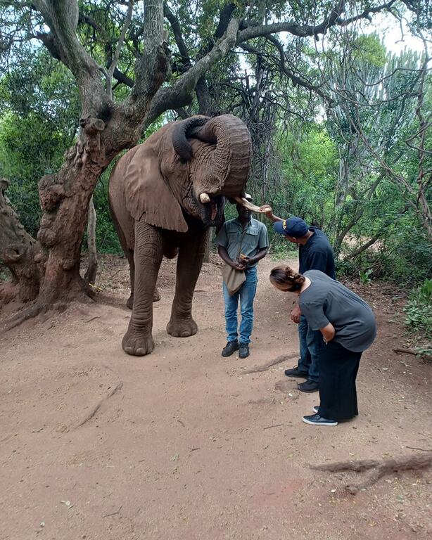 Elephant Sanctuary Hartbeespoort