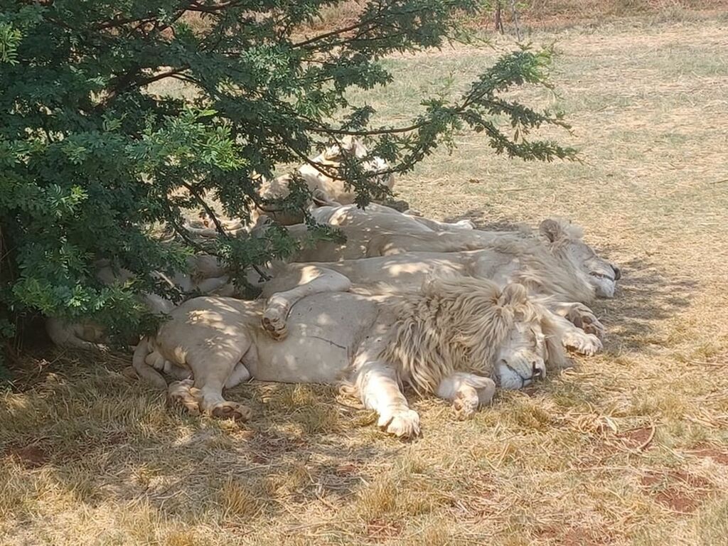 Rhino and Lion Nature Reserve South Africa