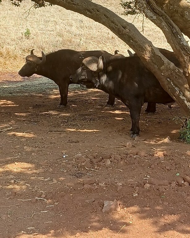 Rhino and Lion Nature Reserve South Africa