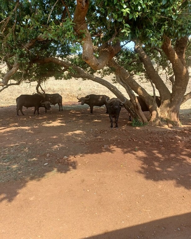 Rhino and Lion Nature Reserve South Africa