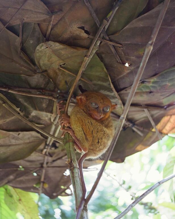 Tarsier Conservation Area
