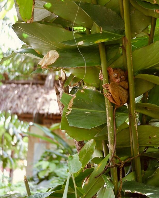 Tarsier Conservation Area