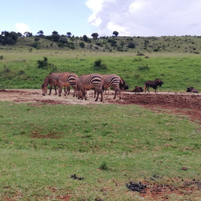 Bothongo Rhino & Lion Nature Reserve