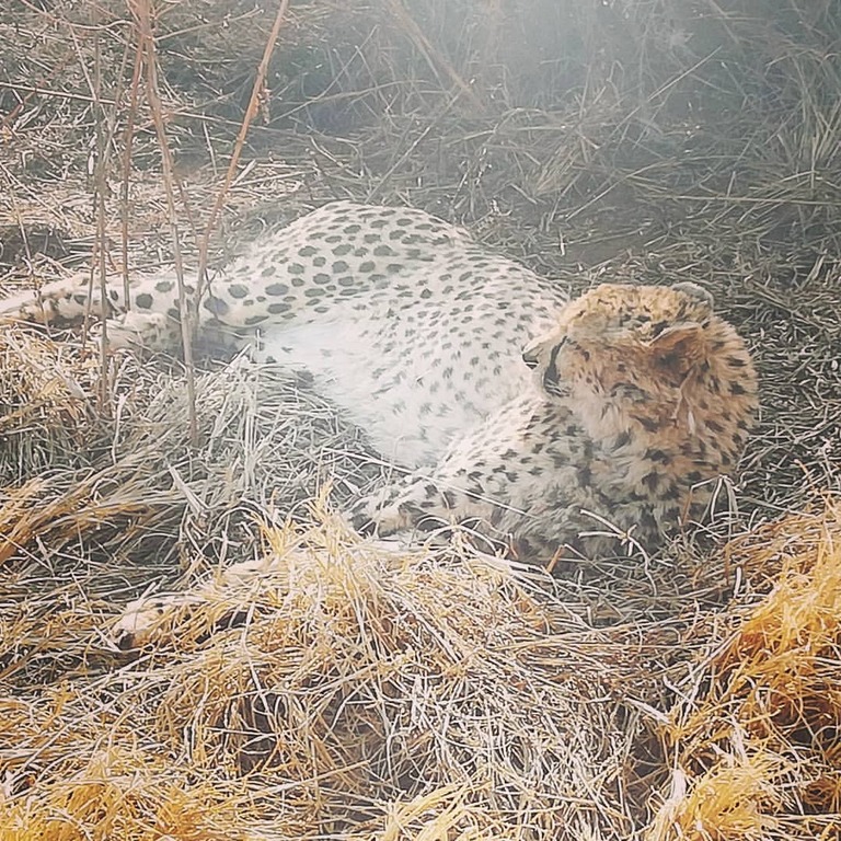 Bothongo Rhino & Lion Nature Reserve