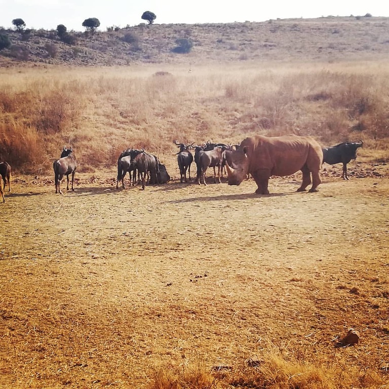 Bothongo Rhino & Lion Nature Reserve