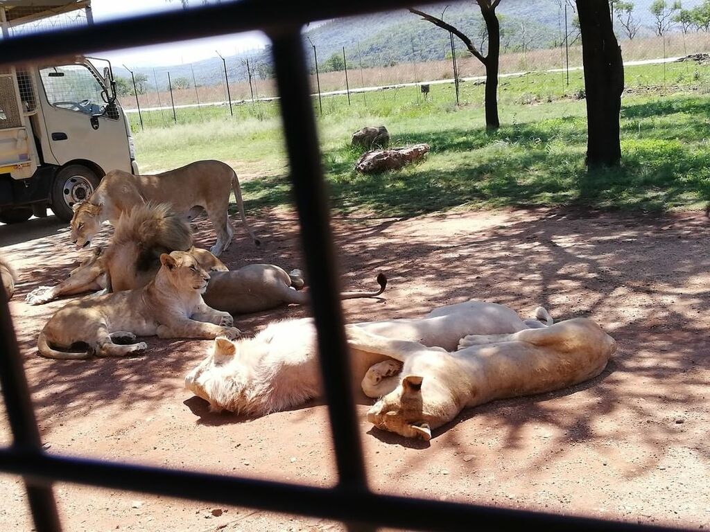  Lion & Safari Park