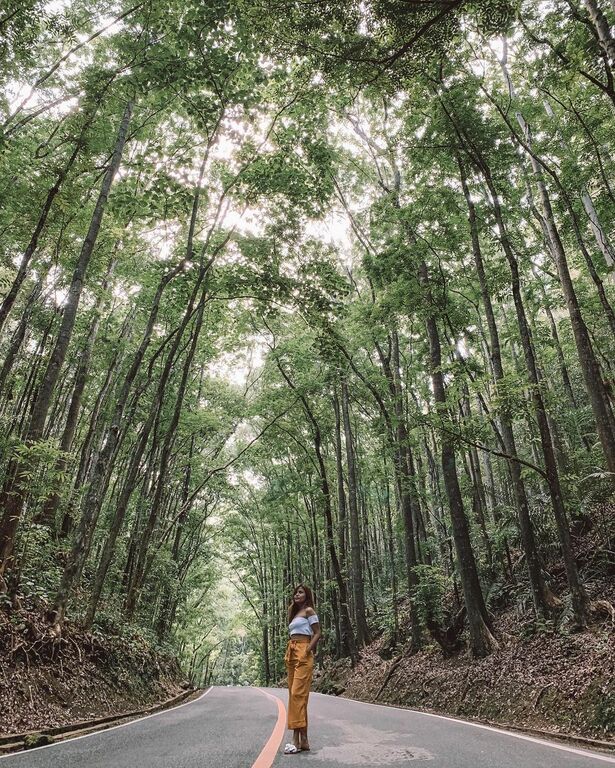 Bilar Man-Made Forest, Loboc