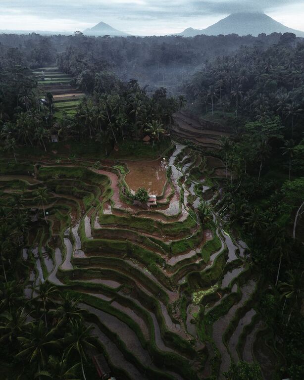 Tegallalang Rice Terraces, Bali