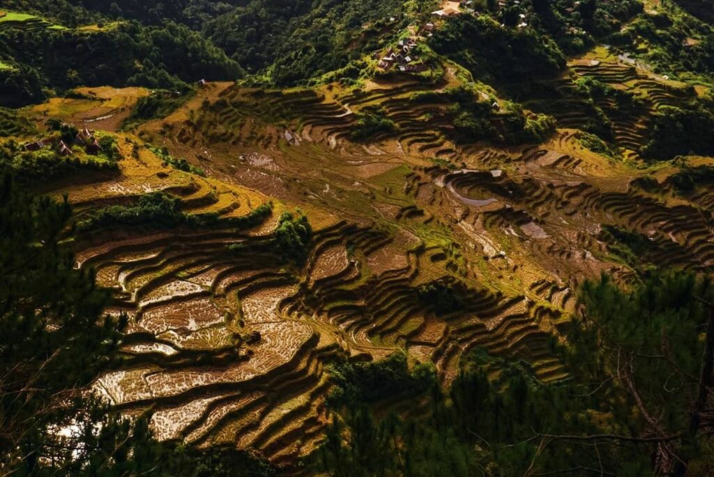 Maligcong Rice Terraces