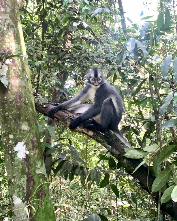 Bukit Lawang
