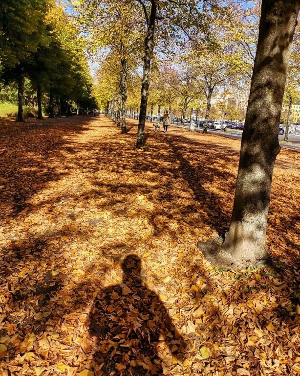 Tiergarten in Autumn