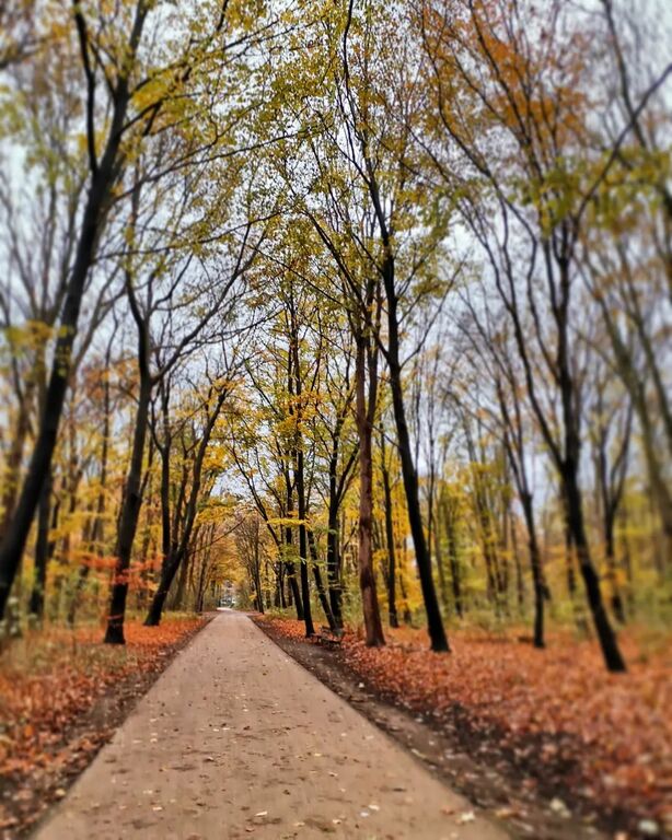Tiergarten in Autumn